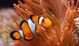 小丑鱼皮肤最新爆料视频,色彩斑斓，细节惊艳